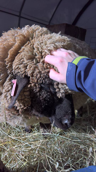 Bobolink is the exception to the “ewes are less openly friendly” rule. She loves a good head scratch and has been known to lay down on people.